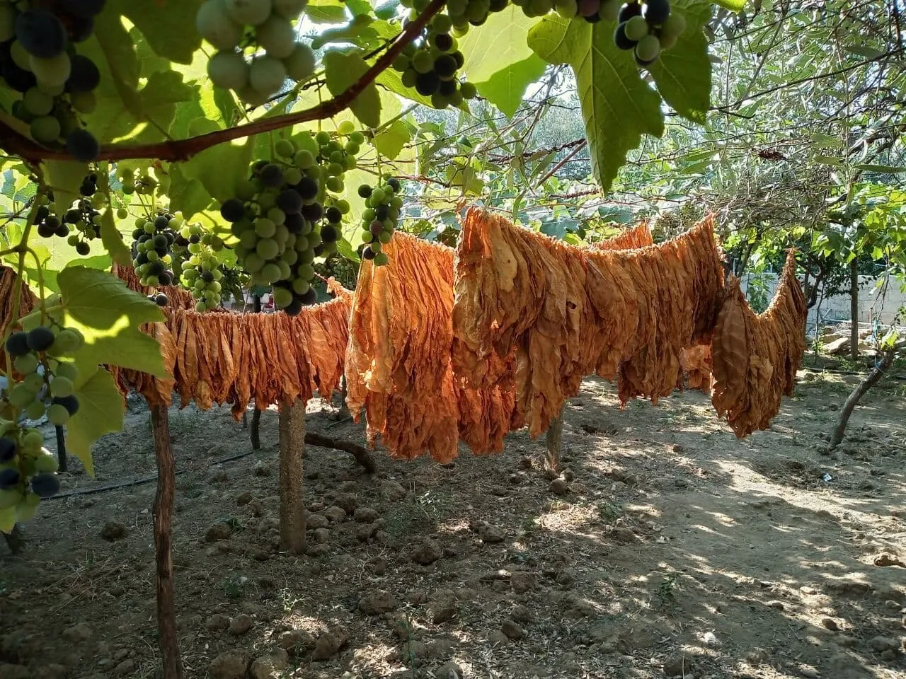 Kurutulmuş tütün yaprakları